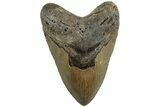 Serrated, Fossil Megalodon Tooth - North Carolina #226465-1